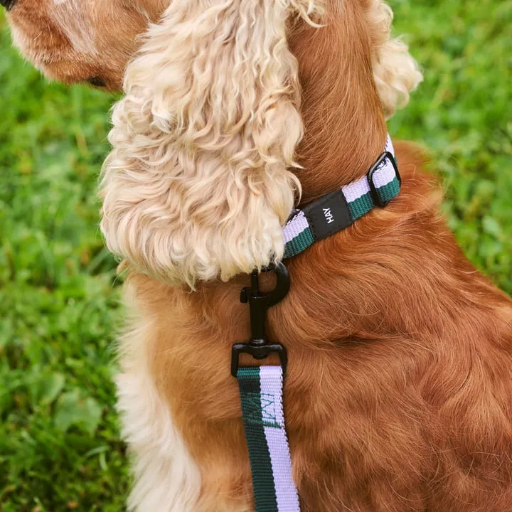 Hay - Dogs Collier de chien